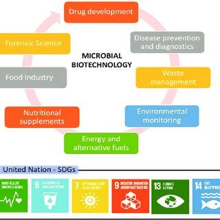 Applications of Microbial Biotechnology and its relation to the United ...