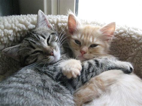 17 of the Best Pictures of Kittens Hugging