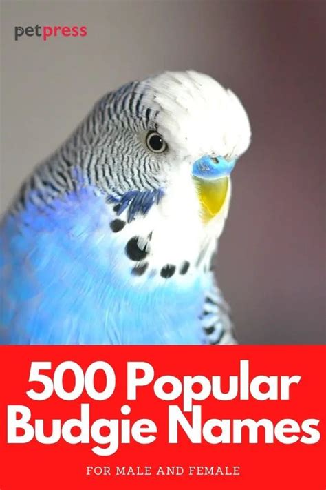 500 Most Popular Names for Budgies for Boys and Girls | PetPress | Budgie names, Budgies ...