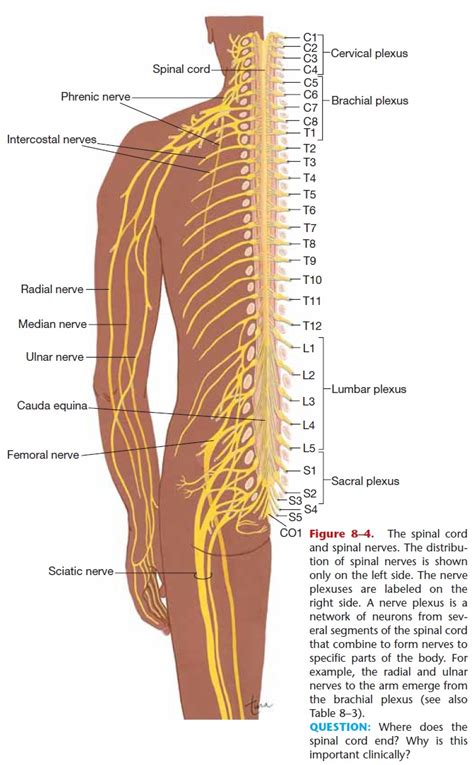 Thoracic Spine Nerves Anatomy