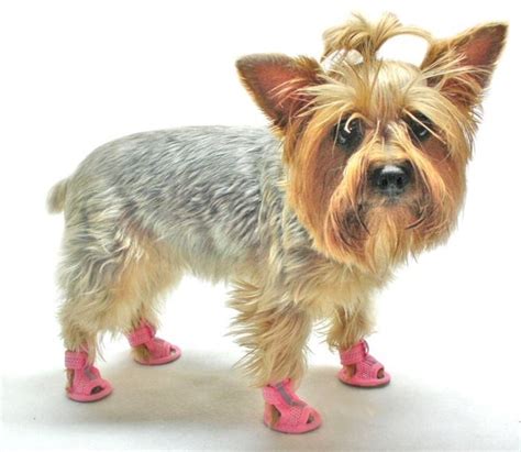 Should Dogs Wear Shoes