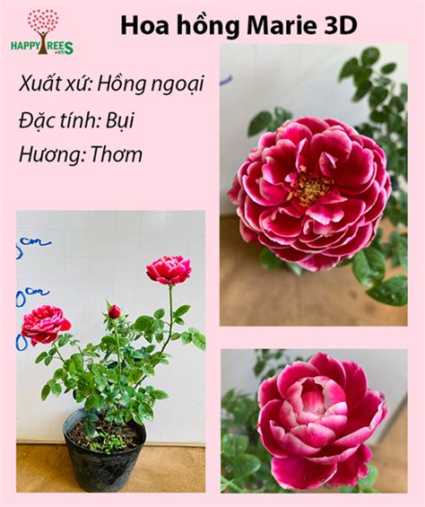 Nghệ thuật tạo hình hồng 3d với nhiều mẫu thiết kế độc đáo và đầy sáng tạo