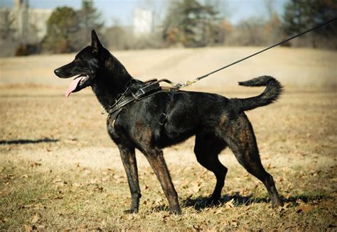 Dutch shepherd dog, Police dogs, Dogs