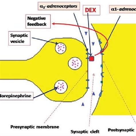 Subtypes: Alpha -adrenergic receptors | Download Scientific Diagram