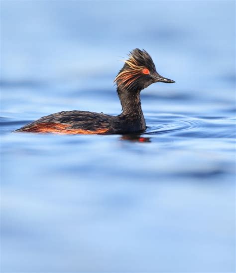 BTO Bird Ringing - 'Demog Blog': Spanish Black-necked Grebe breeding in UK