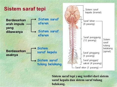 Ilmu Pengetahuan Alam SMP/MTs: Apa Yang Dimaksud Sistem Saraf Tepi