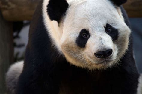 Giant Panda - Zoo Atlanta