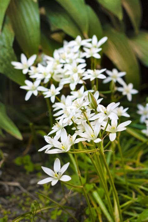 Ornithogalum Flowers Star of Bethlehem Stock Photo - Image of inflorescence, ornithogalum: 94574814