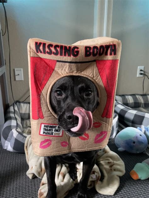 DA Pet Costume Contest Winner: The Kissing Booth Dog | Pet of the Week ...