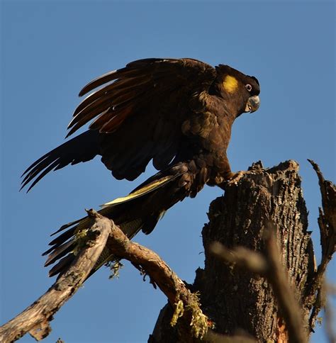 Beautiful big birds | BIRDS in BACKYARDS