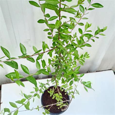 Lawsonia inermis Buy Mehndi Plant , Hena At Nursery Nisarga