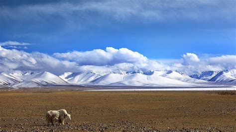 🔥 [110+] Tibet Wallpapers HD | WallpaperSafari