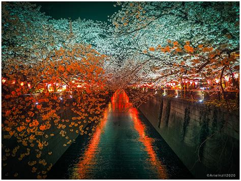 Cherry Blossoms along the Meguro at night. Meguro River, Tokyo. : r/japanpics