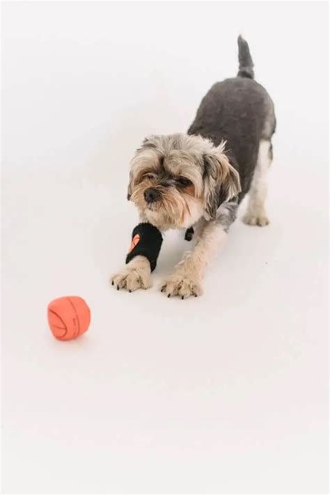 How To Lessen Your Dog's Arthritis Pain? Tips From Vet