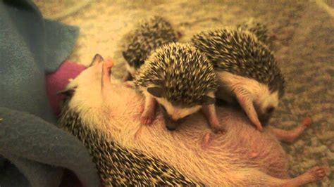 Nursing baby hedgehogs - YouTube