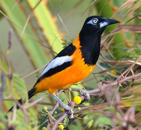 National animal of Venezuela - Venezuelan troupial | Symbol Hunt