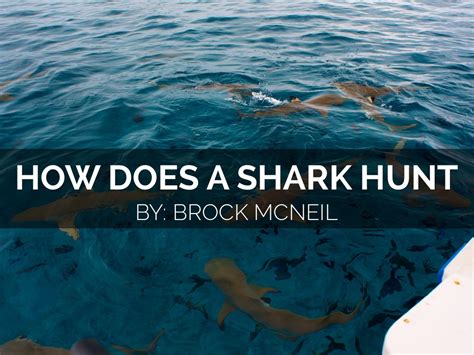 How Does A Shark Hunt by Brock McNeil