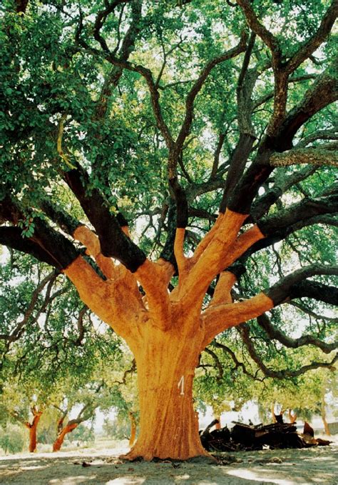 The World's Largest Cork Tree. Whistler Tree is the most productive ...