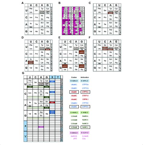 | Examples of expanded genetic codon tables (A) The original genetic... | Download Scientific ...