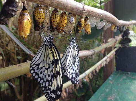 Visit to Buckfastleigh Butterfly Farm & Devon Otter Sanctuary