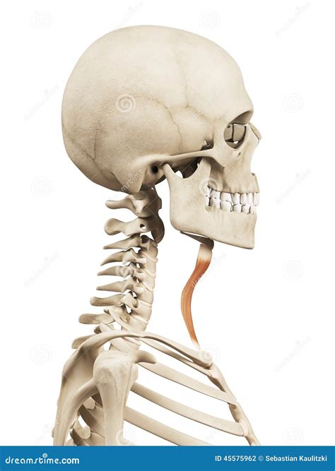 The Sternohyoid Stock Illustration - Image: 45575962