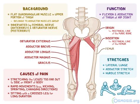 Pectineus is a flat quadrangular muscle situated in the upper portion ...