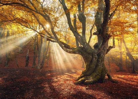 PAPERMOON Fototapete »Magical Old Trees Autumn Forest«, Vlies, in ...