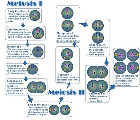 Phases Of Meiosis Worksheet Answer Key / Bioexcel 190 Mitosis Meiosis Key : With the worksheet ...