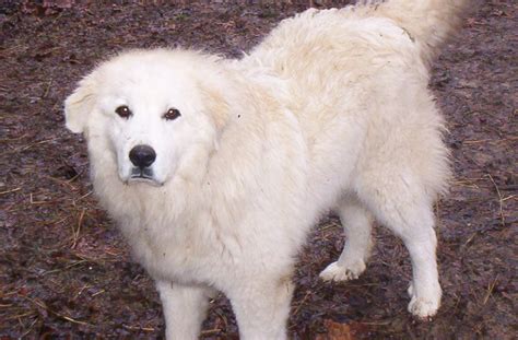 PUPPY CARE CENTER: Great Pyrenees Puppy Care Center and The dog breed is a full service animal ...