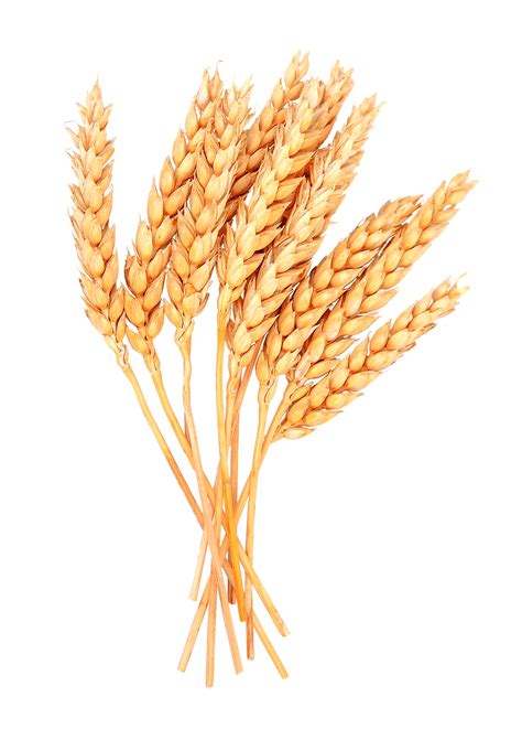 Wheat PNG Image | PNG All