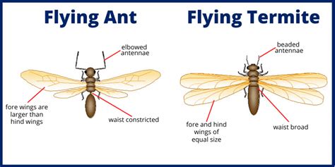 Flying Ants vs. Termites: what's the difference? - Massey Services, Inc.