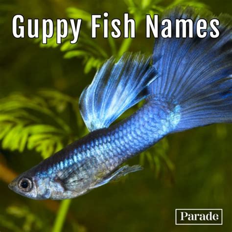 100 Fish Names Funny Cute Fish Names For Betta Fish Goldfish And More | parade