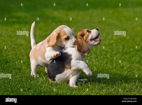 Two Beagle puppies playing Stock Photo - Alamy