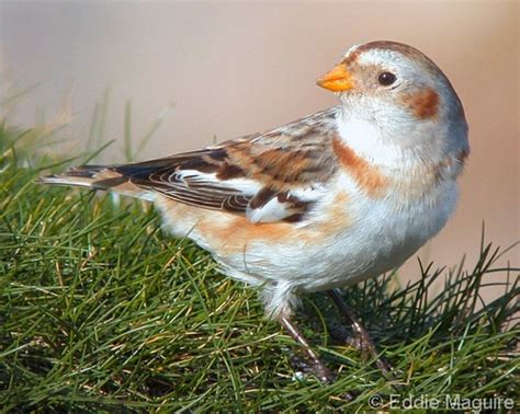 Snow Bunting – Argyll Bird Club