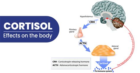 What is cortisol and its Types