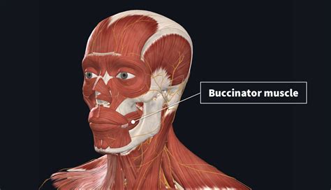 What Is The Buccinator Muscle Connected To