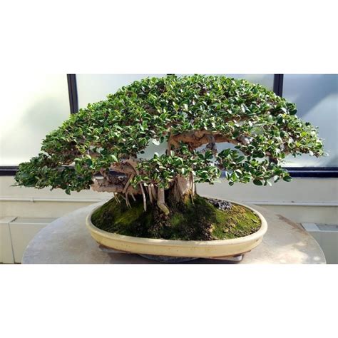 Banyan Tree Seeds Prijs: -€1.50