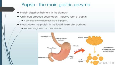 The digestive system. - ppt download