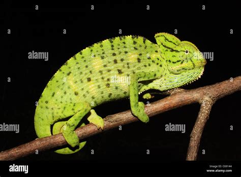 Indian Chameleon, Chamaeleo zeylanicus closeup on branch Stock Photo - Alamy