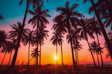 10 Different Types Of Palm Trees And Where To Find Them - WorldAtlas