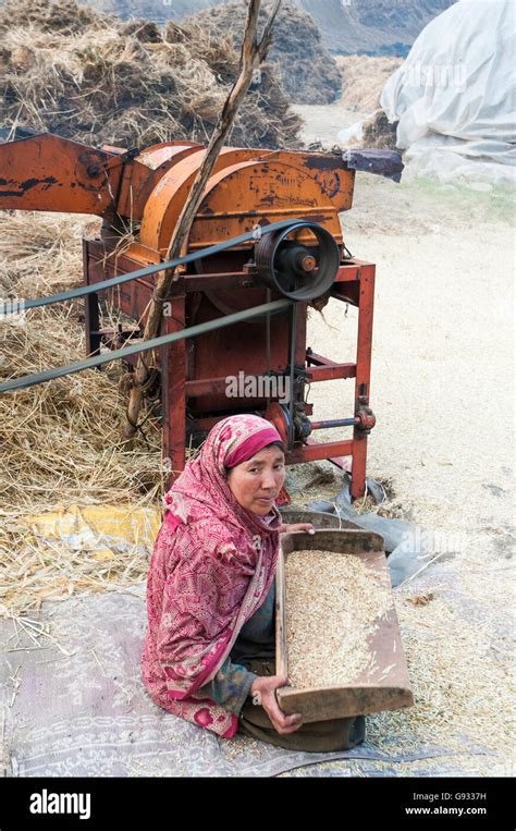 Woman Winnowing Wheat High Resolution Stock Photography and Images - Alamy