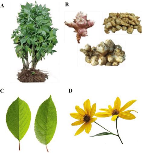 Jerusalem artichoke (Helianthus tuberosus L.): (A) whole plant, (B)... | Download Scientific Diagram