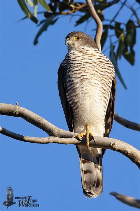 African Goshawk