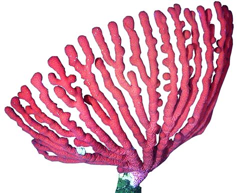 Collection of Coral PNG HD. | PlusPNG