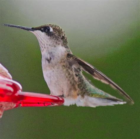 Hummingbirds use of torpor is something that scientists are studying ...