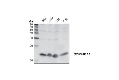 Mitochondrial Marker Antibody Sampler Kit | Cell Signaling Technology