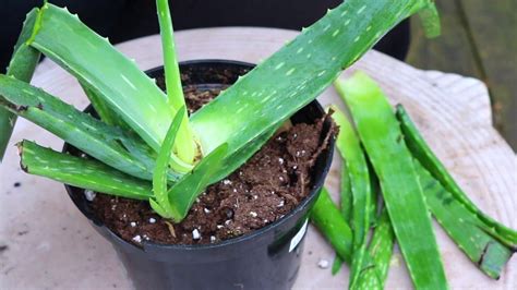 DIY | How To Grow Aloe Vera| Propagate Aloe Vera - YouTube | Propagate aloe vera, How to grow ...