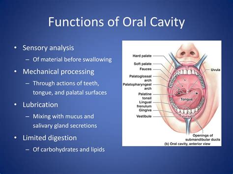 PPT - Digestive System PowerPoint Presentation, free download - ID:1178975