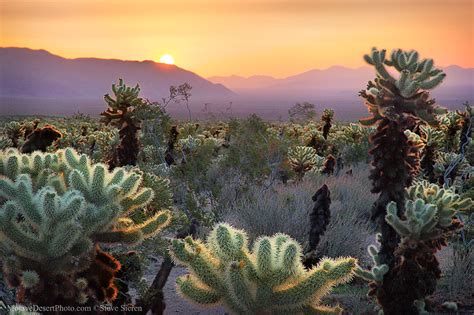 Cholla Garden Sunrise - Joshua Tree | Cholla cactus garden i… | Flickr