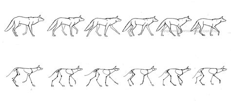 Walking Wolf | Wolf walking, Walking animation, Wolf sketch